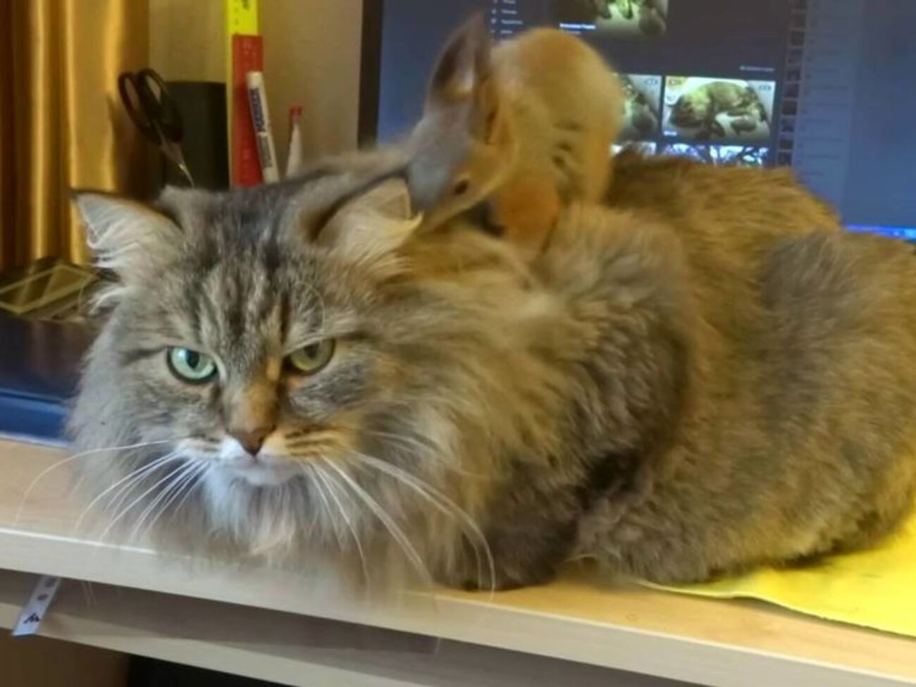 Кот стоически выдержал "массаж"