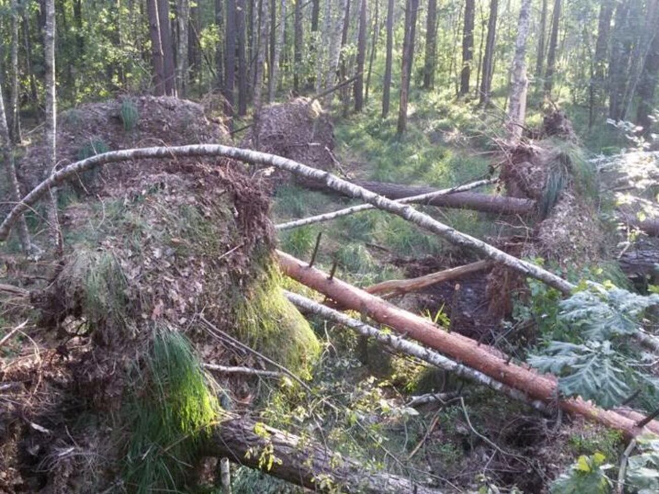 Гослесагентство планирует комплекс мер для борьбы с незаконными рубками леса