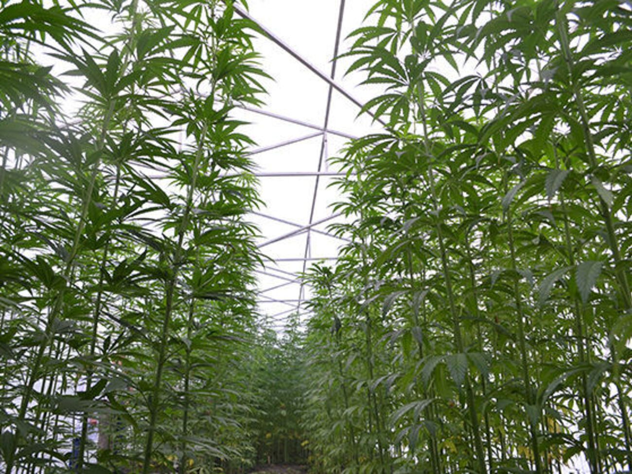 Ненаркотическая конопля является уникальным материалом, за ней&nbsp;большое будущее, считают в&nbsp;аграрной бизнес-группе "Арника" &nbsp;