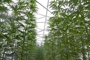 Ненаркотическая конопля является уникальным материалом, за ней большое будущее, считают в аграрной бизнес-группе "Арника"