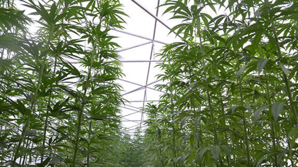 Ненаркотическая конопля является уникальным материалом, за ней большое будущее, считают в аграрной бизнес-группе "Арника"