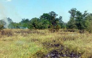 Огонь по траве добрался до леса и домов