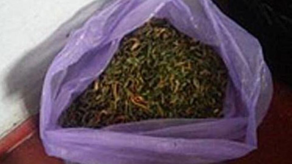 Трое задержанных выращивали и распространяли коноплю как в Днепропетровской области, так и за ее пределами