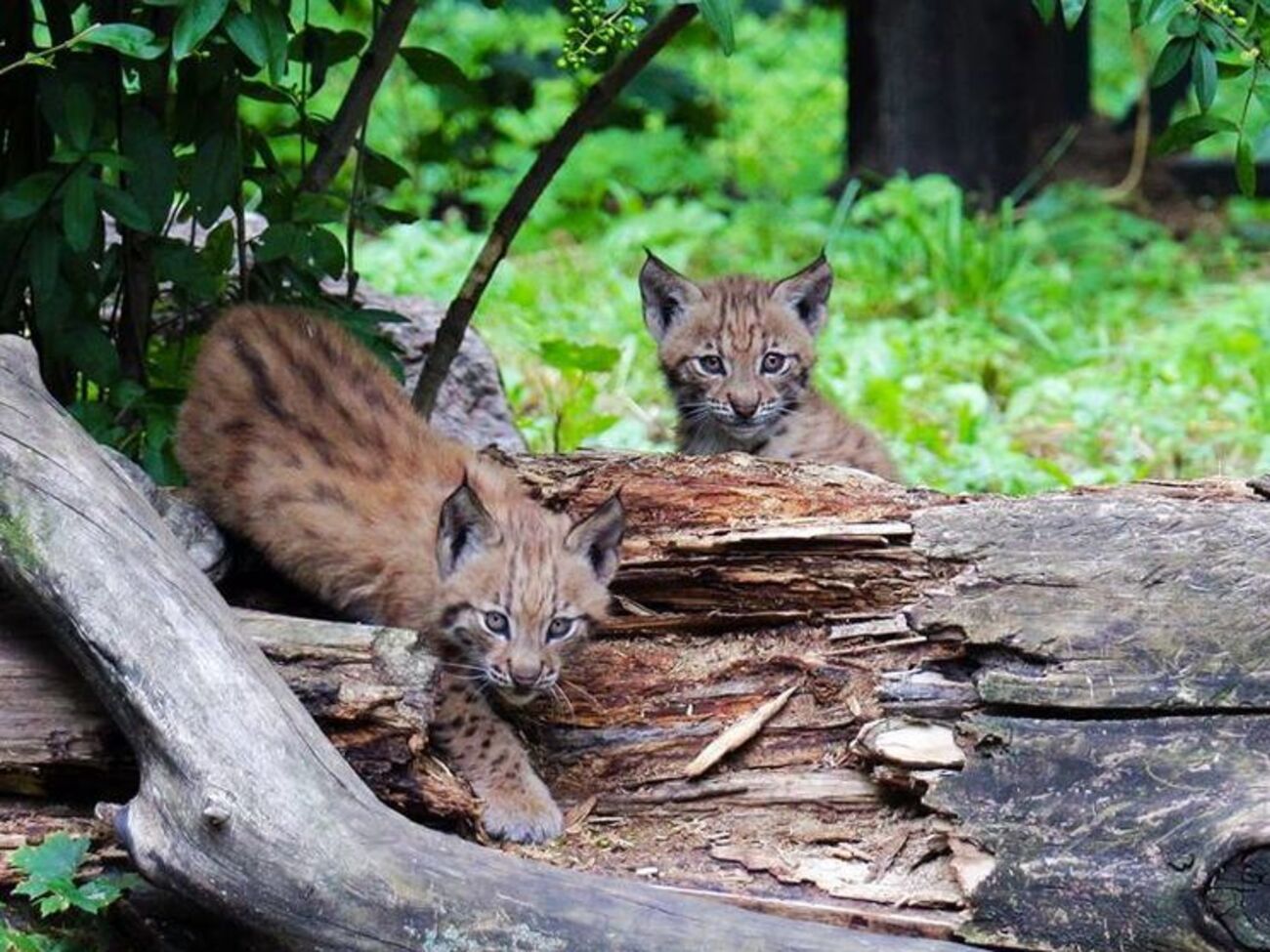 В скором времени у рысят появятся имена