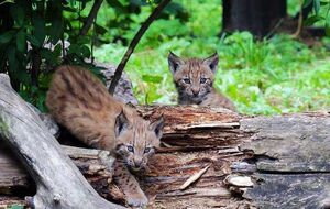 В скором времени у рысят появятся имена