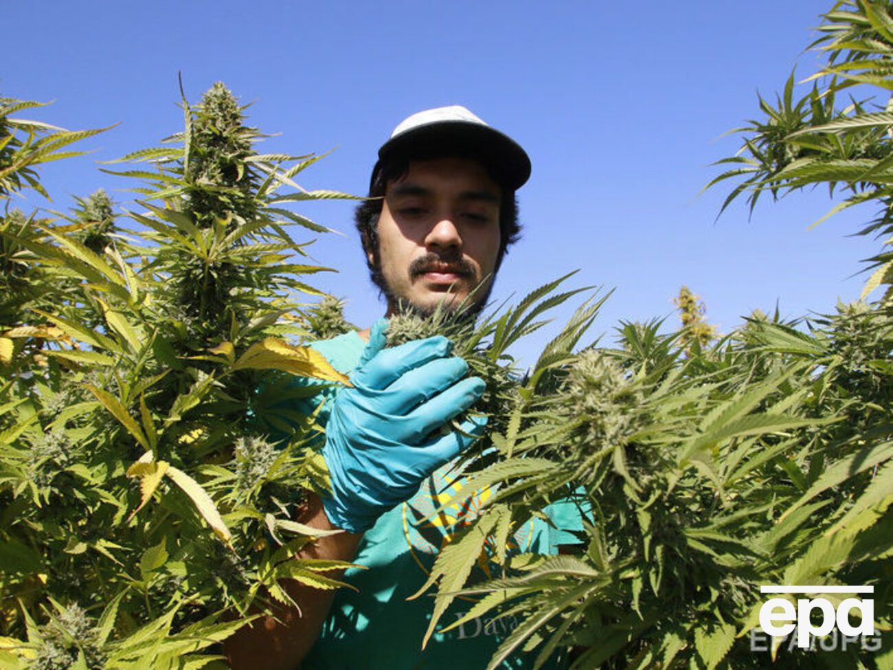 Тетрагидроканнабинол содержится в соцветиях и листьях конопли и воздействует на нервную систему и поведение человека