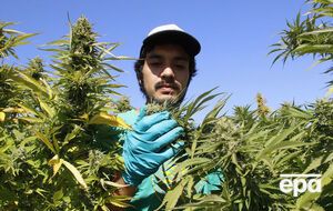 Тетрагидроканнабинол содержится в соцветиях и листьях конопли и воздействует на нервную систему и поведение человека