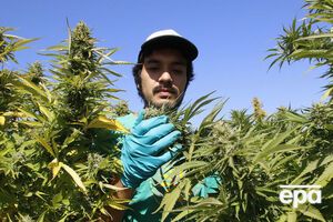 Тетрагидроканнабинол содержится в соцветиях и листьях конопли и воздействует на нервную систему и поведение человека