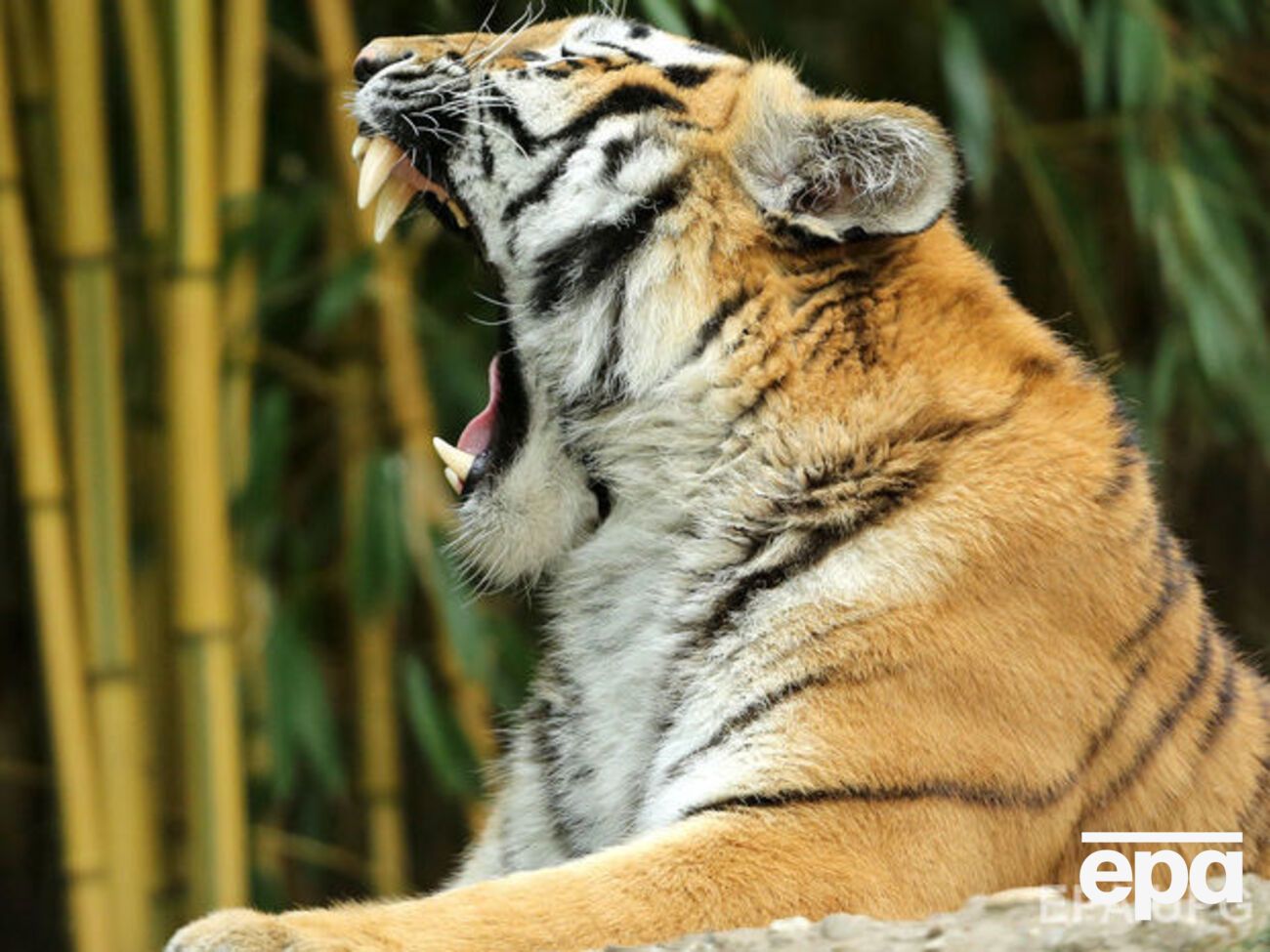 Нападение тигра было внезапным