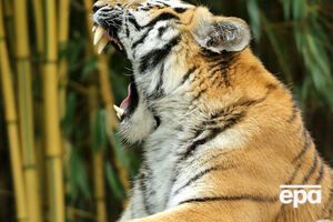 Нападение тигра было внезапным