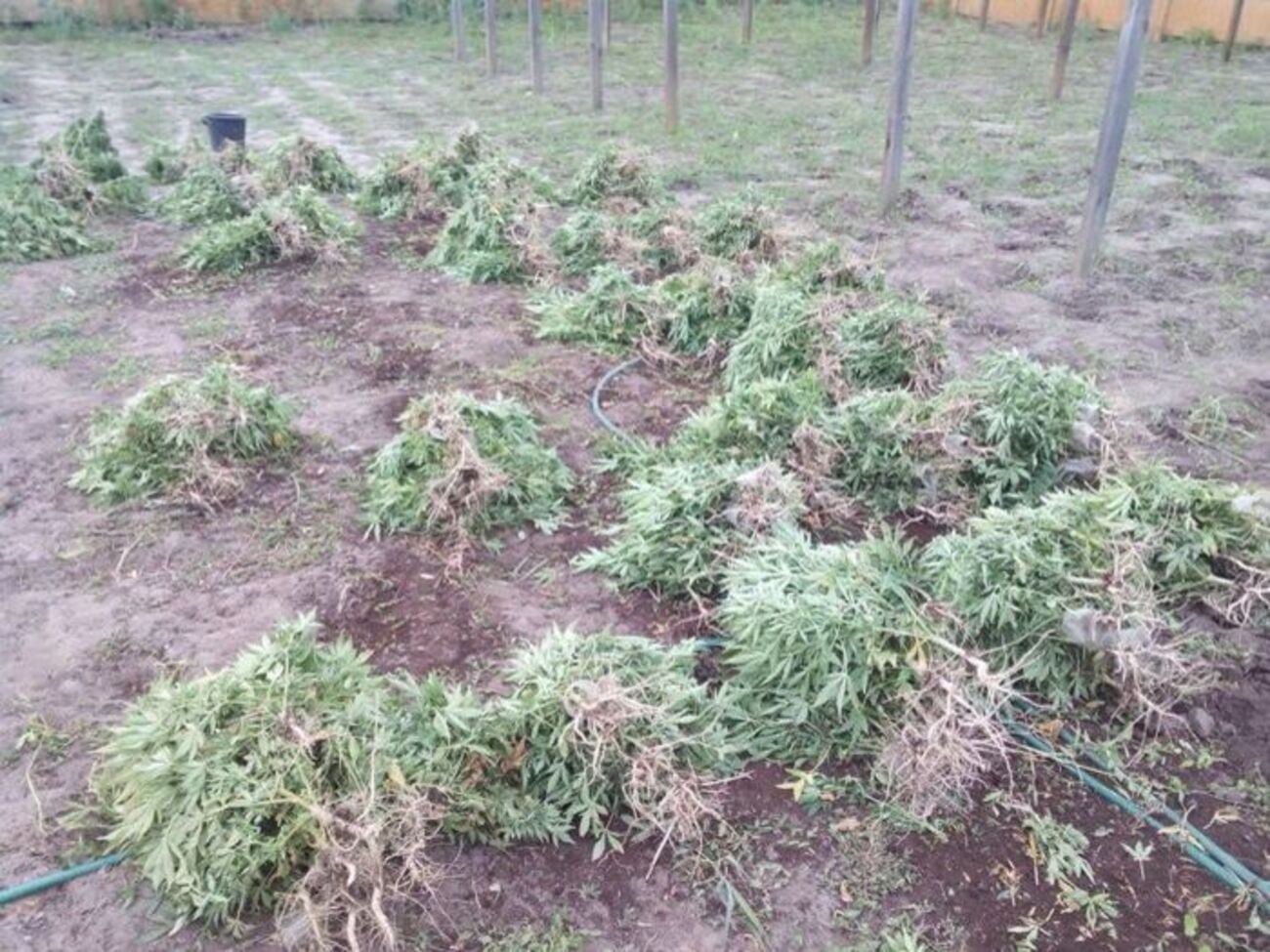 Житель Запорожской области оборудовал для выращивания марихуаны две теплицы