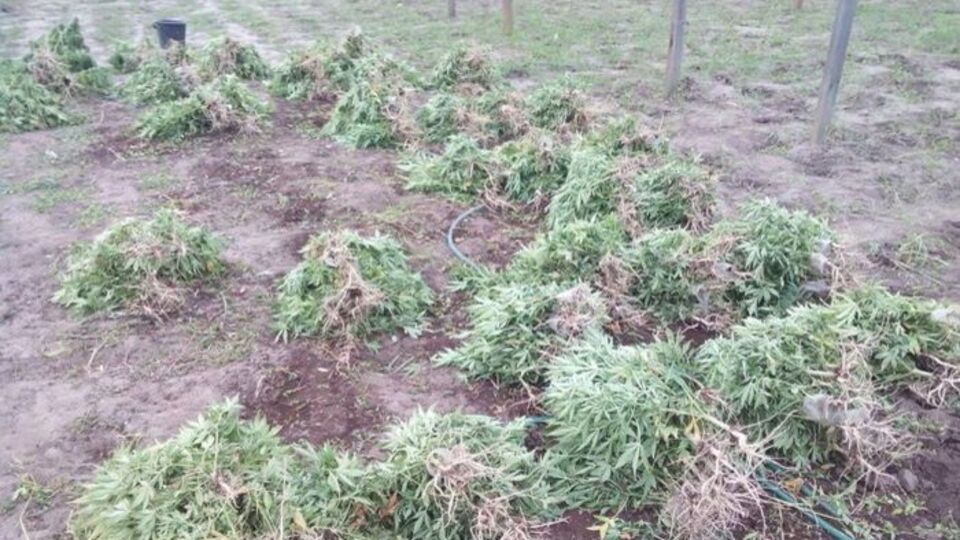 Житель Запорожской области оборудовал для выращивания марихуаны две теплицы