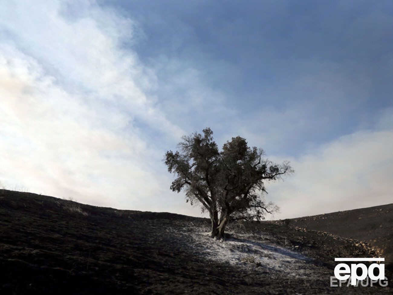 Причиной падения дерева стали неблагоприятные погодные условия и возраст бука