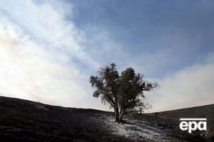 Причиной падения дерева стали неблагоприятные погодные условия и возраст бука