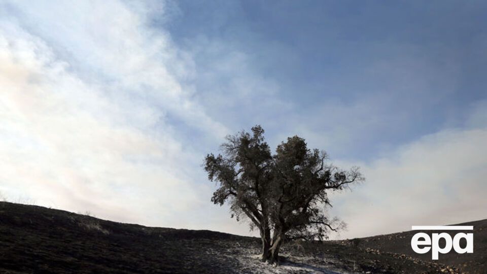 Причиной падения дерева стали неблагоприятные погодные условия и возраст бука