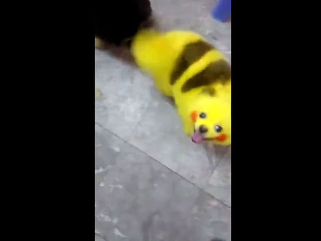 Животное раскрасили краской в цвета Пикачу