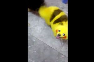 Животное раскрасили краской в цвета Пикачу