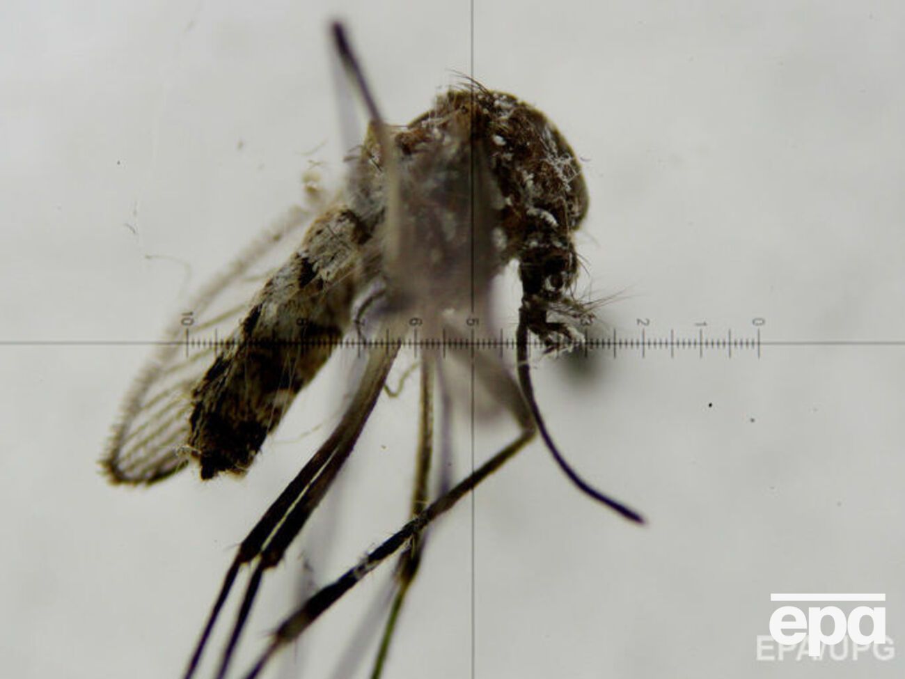 С комарами&nbsp;&ndash; переносчиками вируса Зика будут бороться&nbsp;ГМО-комары