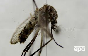 С комарами – переносчиками вируса Зика будут бороться ГМО-комары