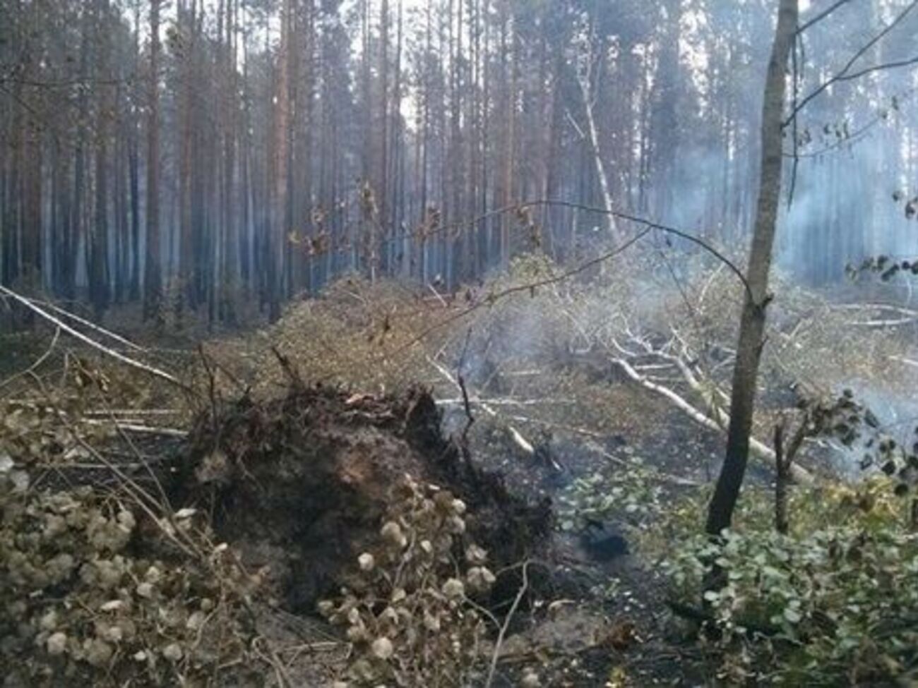Пожар охватил площадь в 3 га