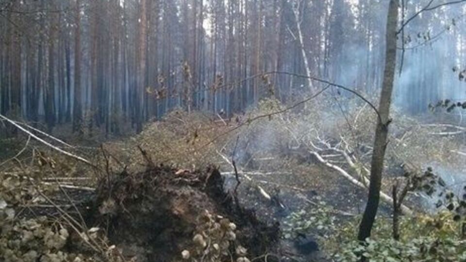 Пожар охватил площадь в 3 га