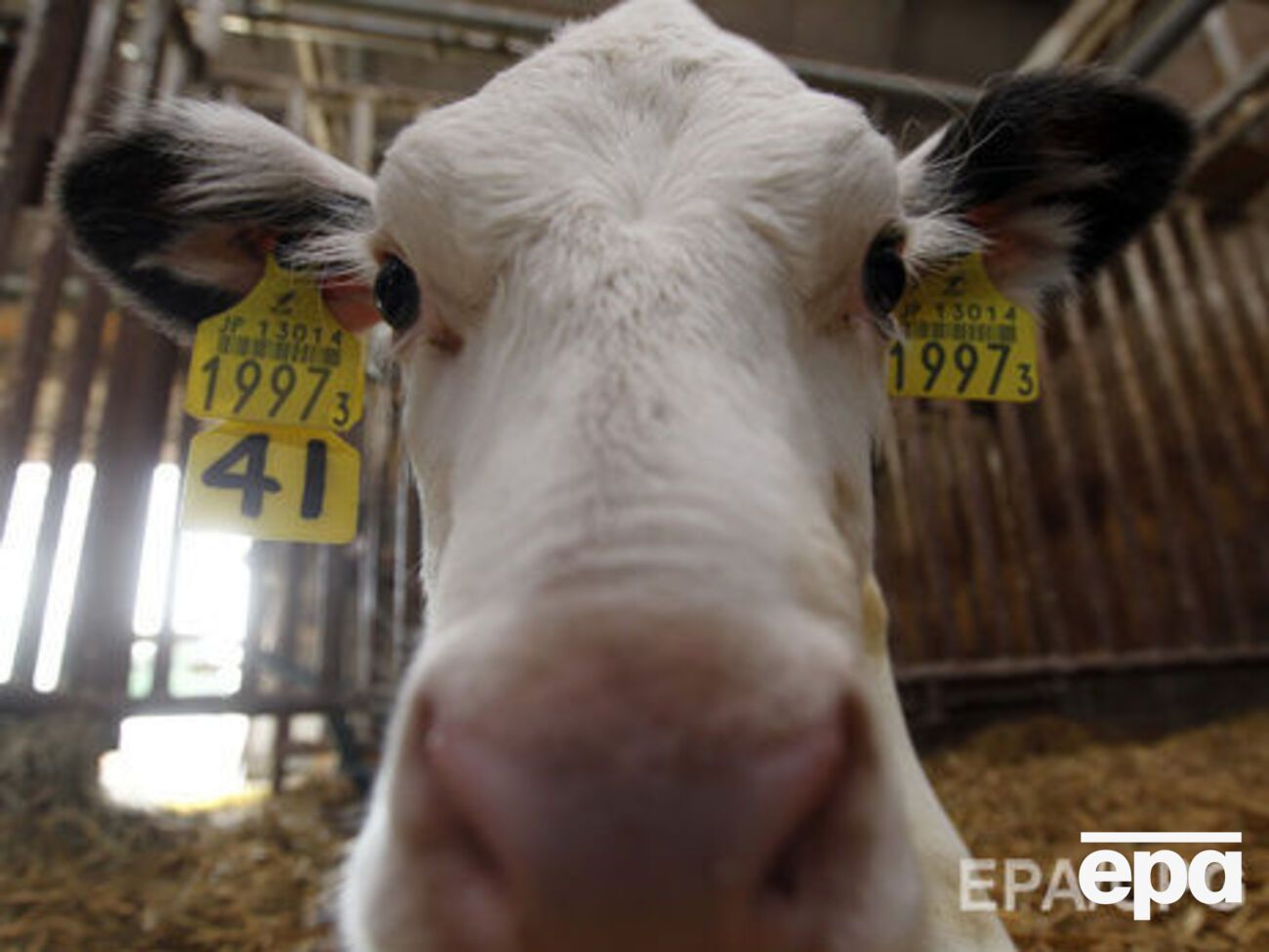 В Россельхознадзоре объяснили ограничения выявлением в кормах генно-модифицированных компонентов