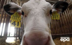 В Россельхознадзоре объяснили ограничения выявлением в кормах генно-модифицированных компонентов