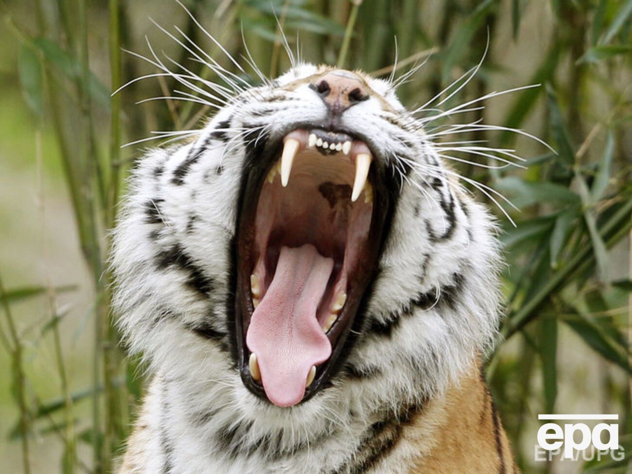 Тигр убил сотрудницу испанского парка&nbsp;Terra Natura, которая не закрыла клетку с хищниками