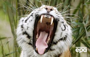 Тигр убил сотрудницу испанского парка Terra Natura, которая не закрыла клетку с хищниками
