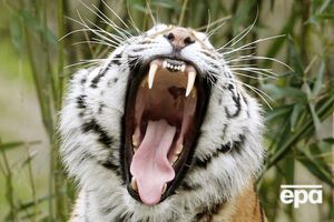 Тигр убил сотрудницу испанского парка Terra Natura, которая не закрыла клетку с хищниками