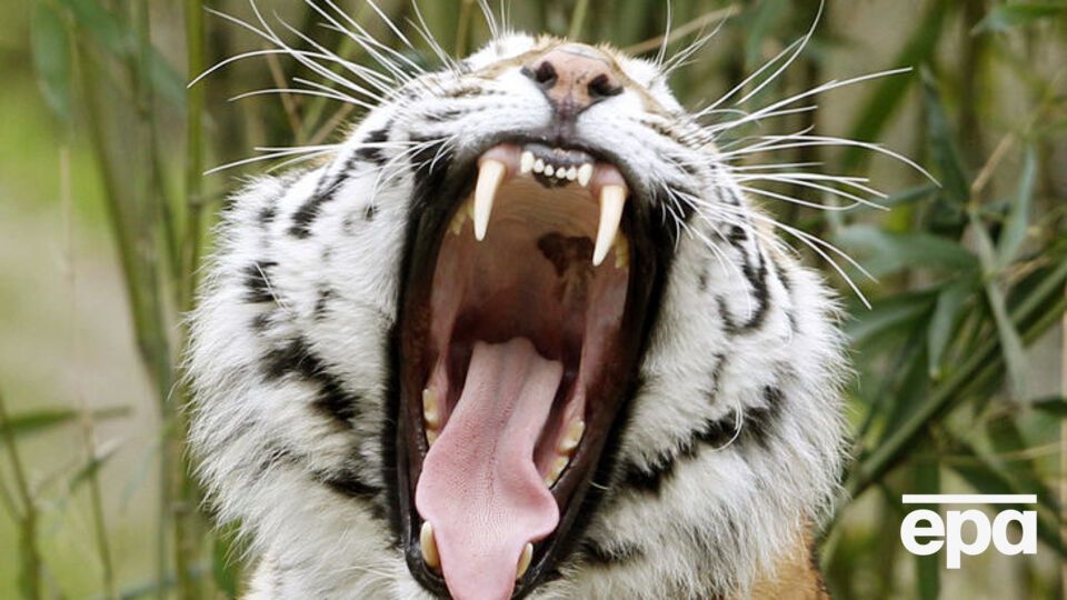Тигр убил сотрудницу испанского парка Terra Natura, которая не закрыла клетку с хищниками