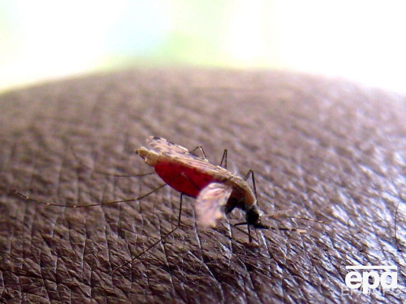 Гана относится к числу стран с высоким риском малярии