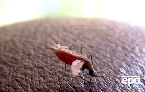 Гана относится к числу стран с высоким риском малярии