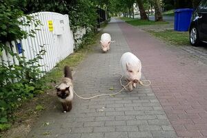 Хит YouTube: свинья выгуляла кошку на поводке