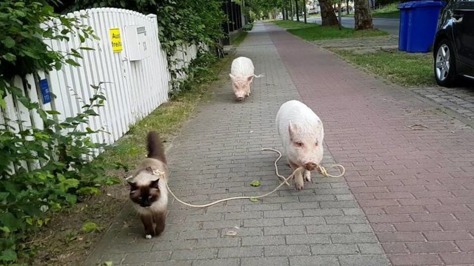 Хит YouTube: свинья выгуляла кошку на поводке