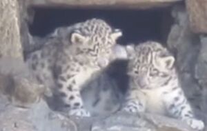 В Украине потомство у снежного барса появилось впервые