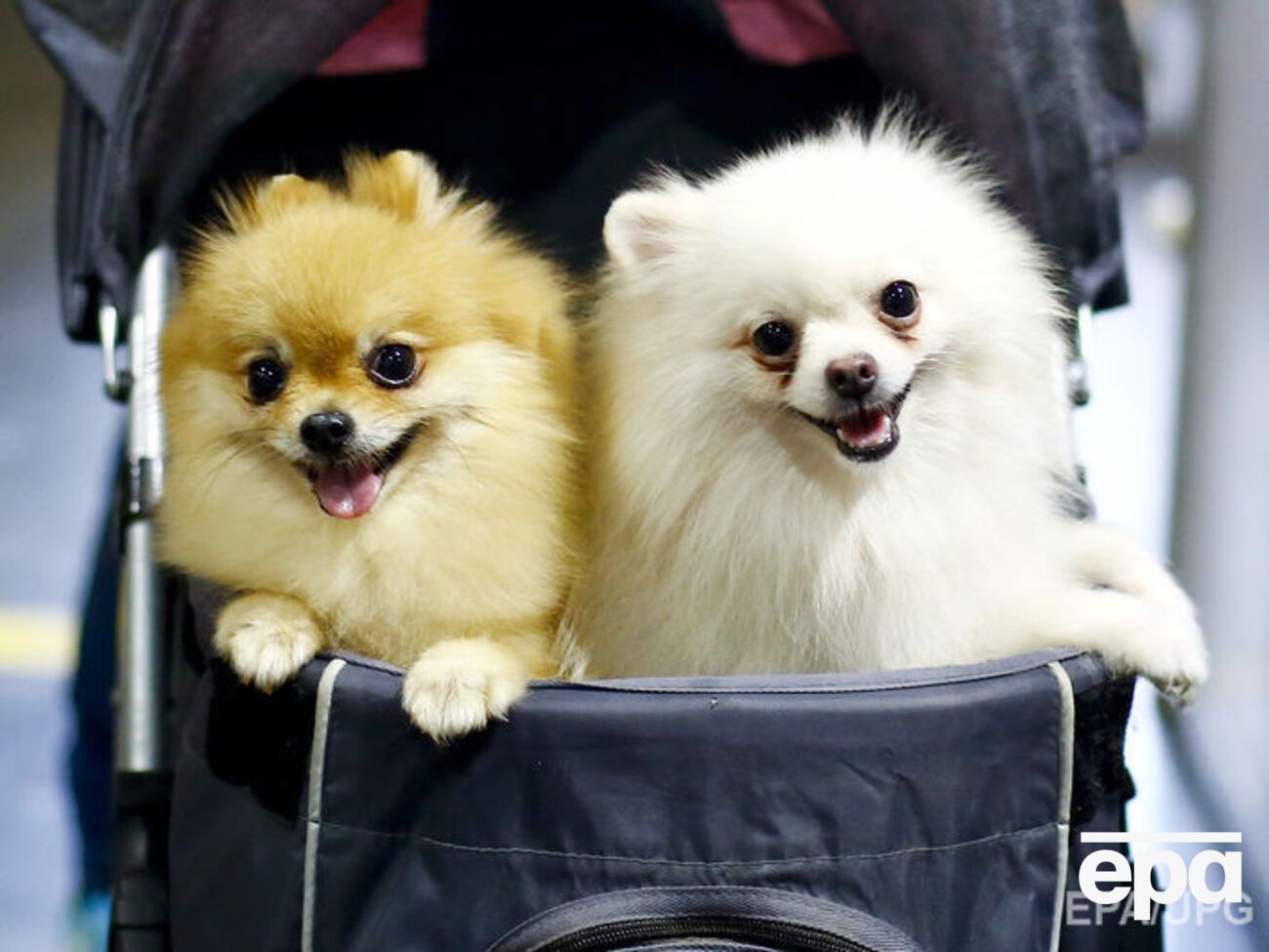 Стоимость такой собаки в России варьируется от 180 до 250 тысяч рублей (около 68&ndash;95 тысяч гривен)