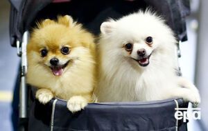 Стоимость такой собаки в России варьируется от 180 до 250 тысяч рублей (около 68–95 тысяч гривен)