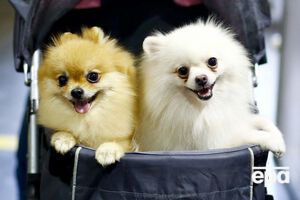 Стоимость такой собаки в России варьируется от 180 до 250 тысяч рублей (около 68–95 тысяч гривен)