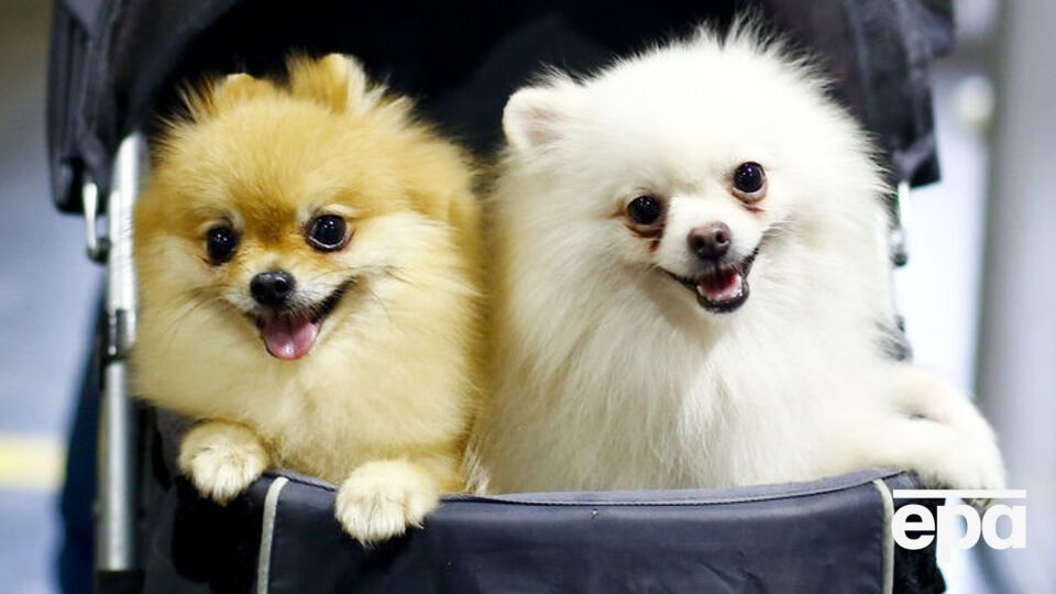 Стоимость такой собаки в России варьируется от 180 до 250 тысяч рублей (около 68–95 тысяч гривен)