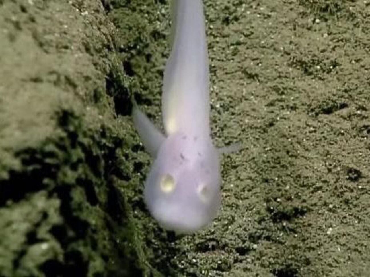 Рыба-призрак, живущая на глубине 2 км, ранее оказывалась в поле зрения ученых только в мертвом виде