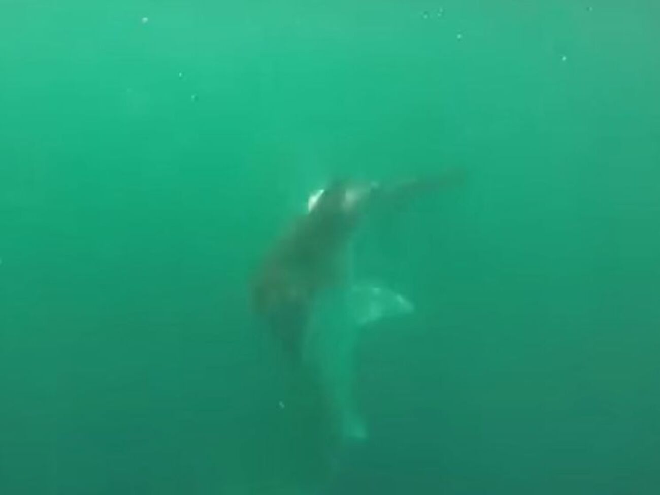 Акула-молот оказалась слабее соперницы