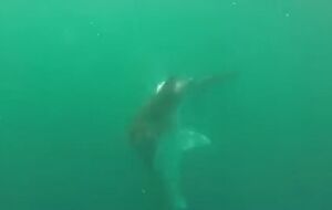 Акула-молот оказалась слабее соперницы