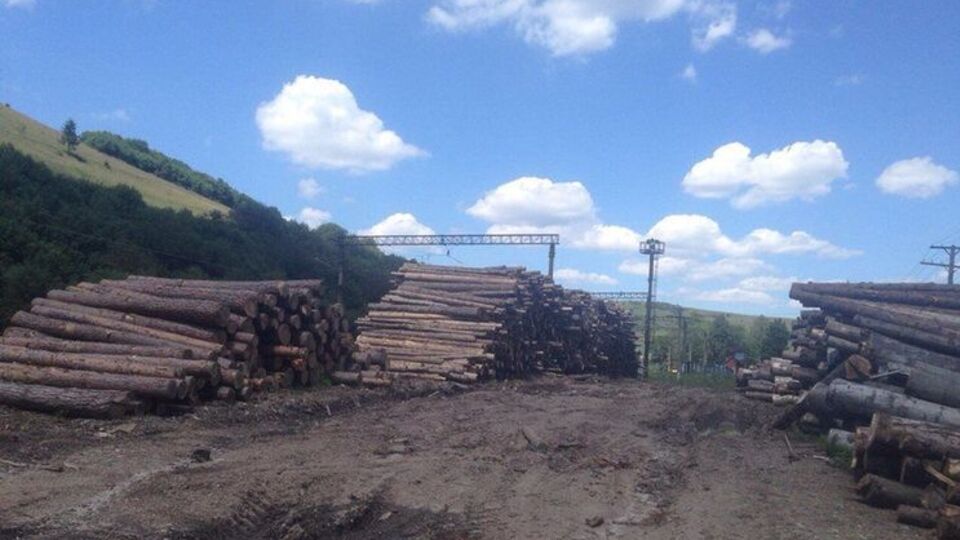 Незаконную вырубку зафиксировали в Верховоднянском лесничестве
