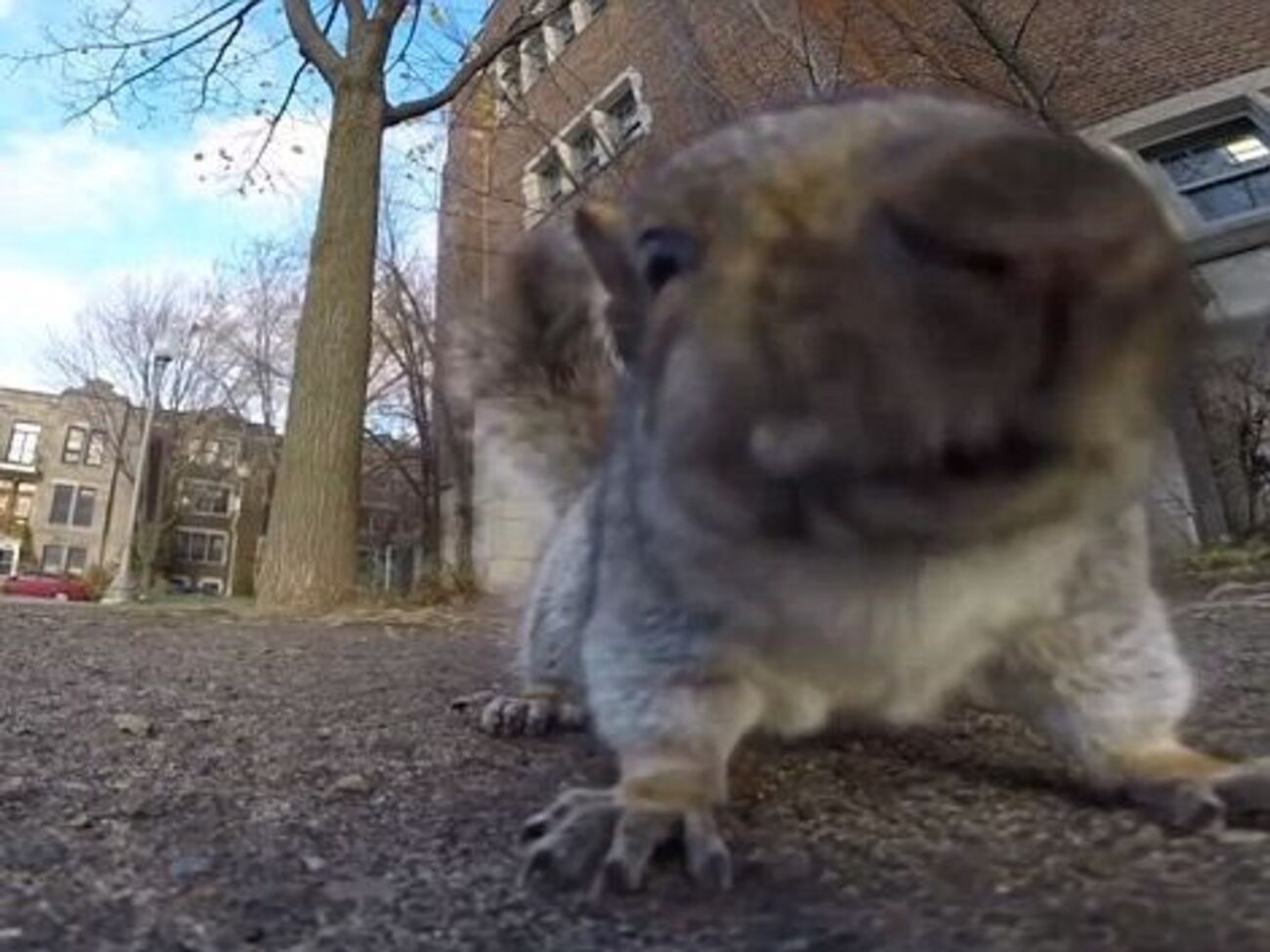 Белка "сняла" собственное видео