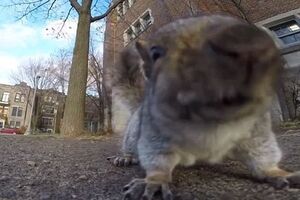 Белка "сняла" собственное видео