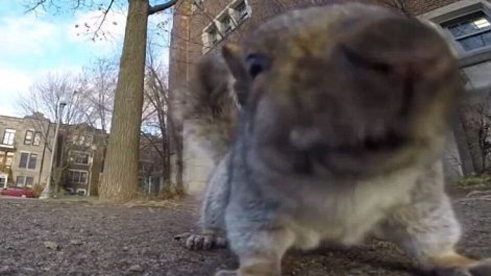 Белка "сняла" собственное видео