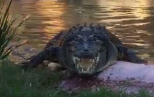 По сообщению смотрителей зверинца, бутылки могли навредить хищнику