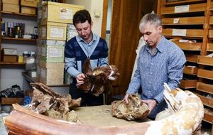 Ученые заявили о новом виде динозавров