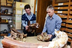 Ученые заявили о новом виде динозавров